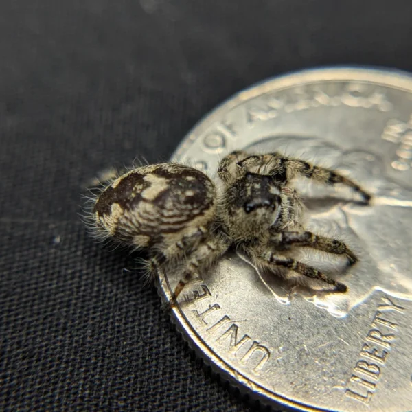 Otiosus Jumping Spider “Éclair” - Image 2