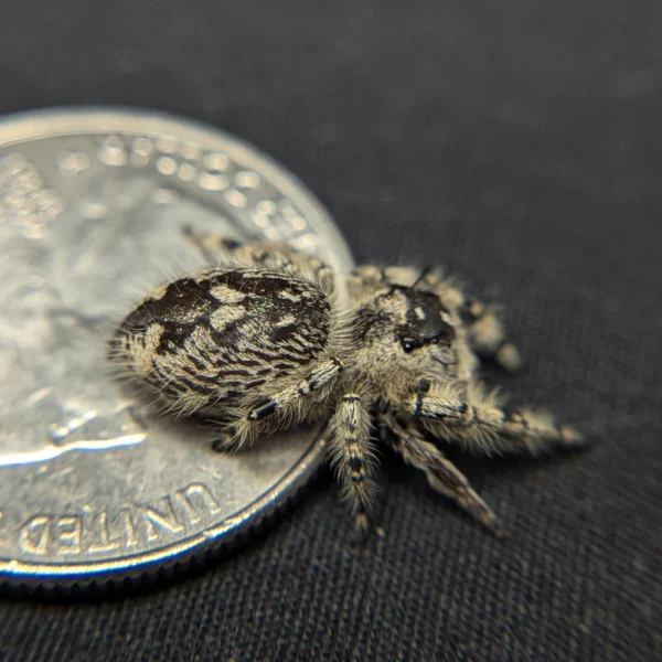 Otiosus Jumping Spider “Marsh Mellow” - Image 4