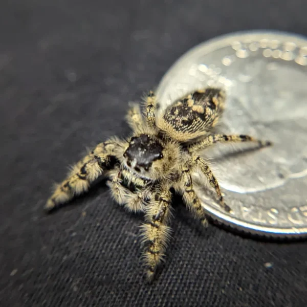 Otiosus Jumping Spider “Caramel Swirl” - Image 2