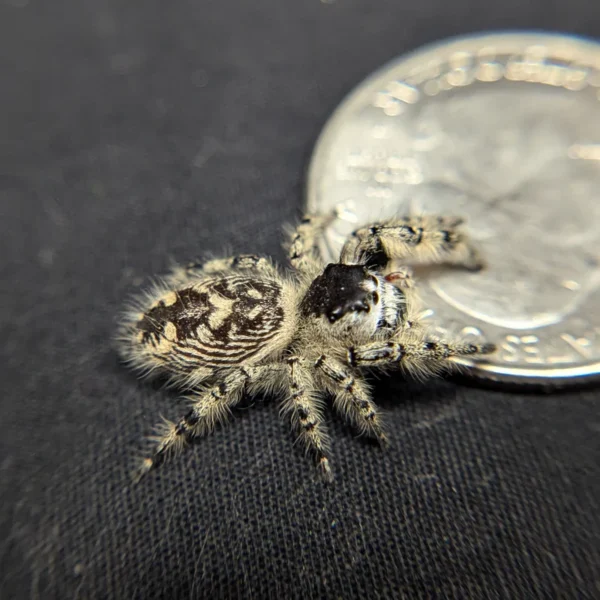 Otiosus Jumping Spider “Cookie Crave” - Image 2