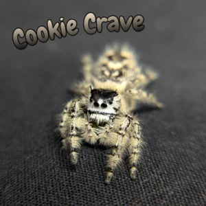 Otiosus Jumping Spider “Cookie Crave”