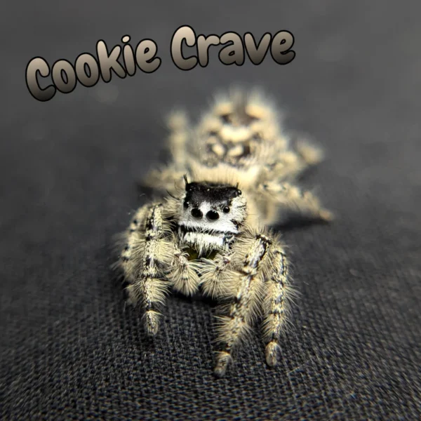 Otiosus Jumping Spider “Cookie Crave”