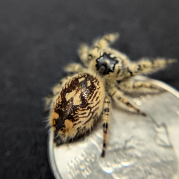Otiosus Jumping Spider “Macaroon” - Image 2