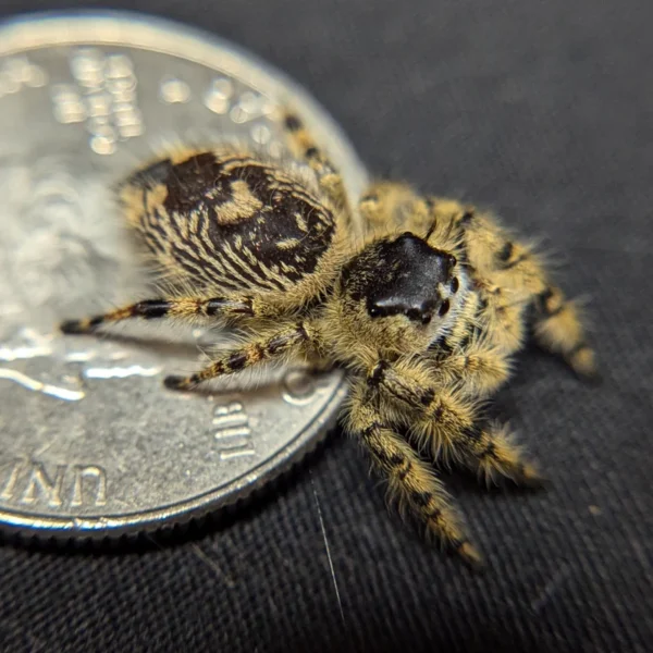 Otiosus Jumping Spider “Citrus Swirl” - Image 2