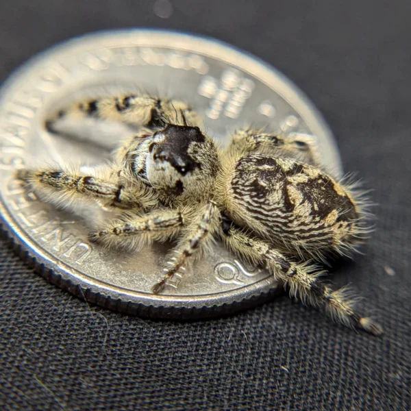 Otiosus Jumping Spider “Coco Crave” - Image 2