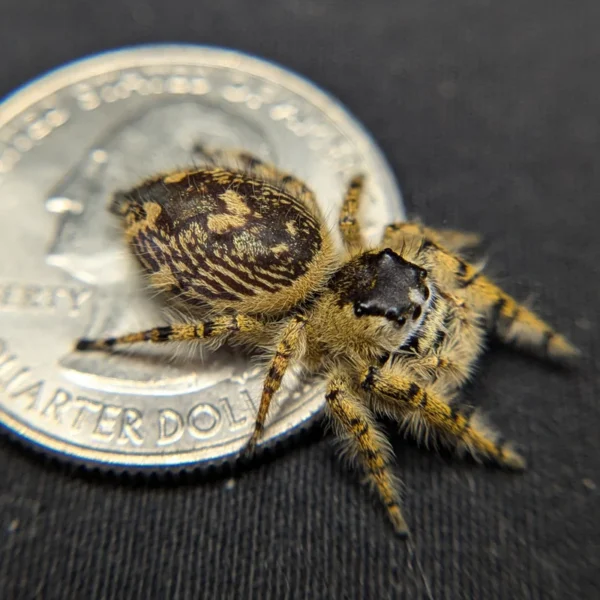 Otiosus Jumping Spider “Mandarin Mousse” - Image 2