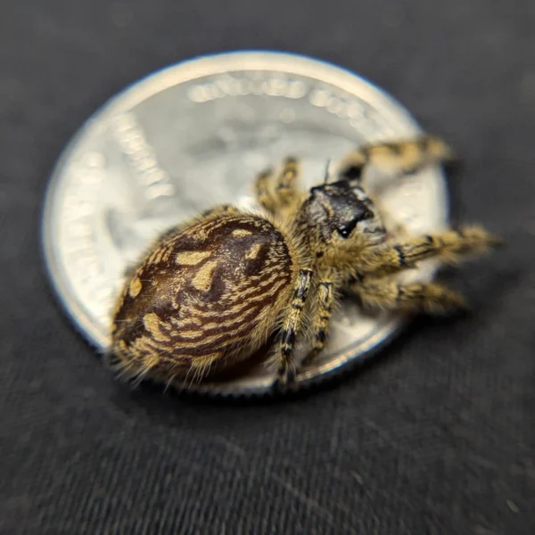 Otiosus Jumping Spider “Tangy Tart” - Image 2