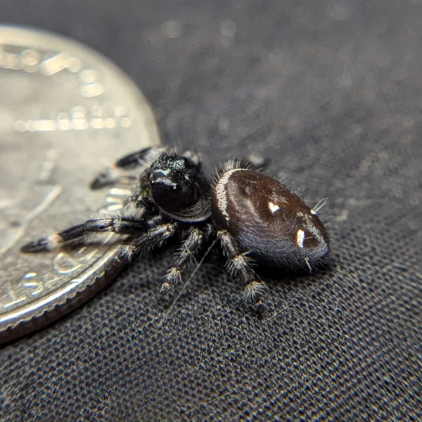 Audax Jumping Spider "Charcoal" - Image 2