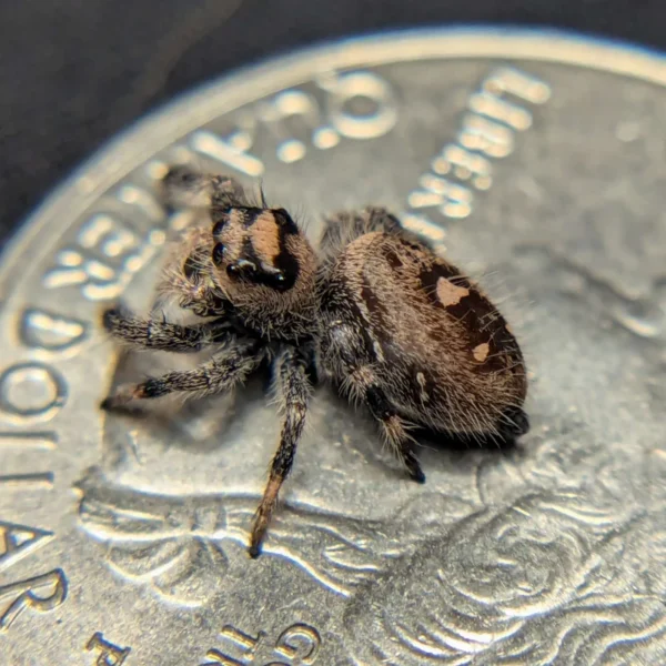 Regal Jumping Spider "Merlot" - Image 2