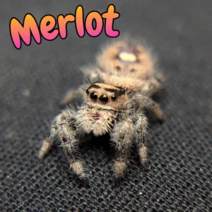 Regal Jumping Spider "Merlot"