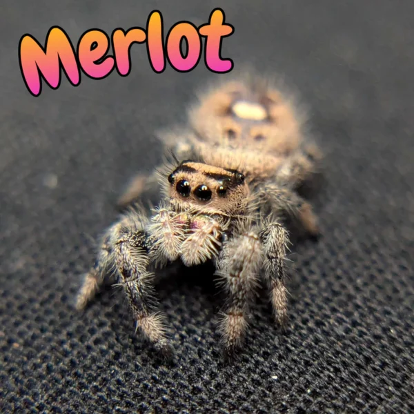 Regal Jumping Spider "Merlot"