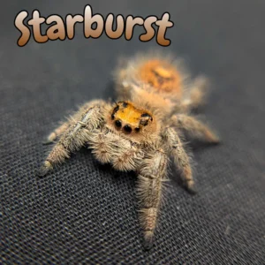 Regal Jumping Spider "Starburst"