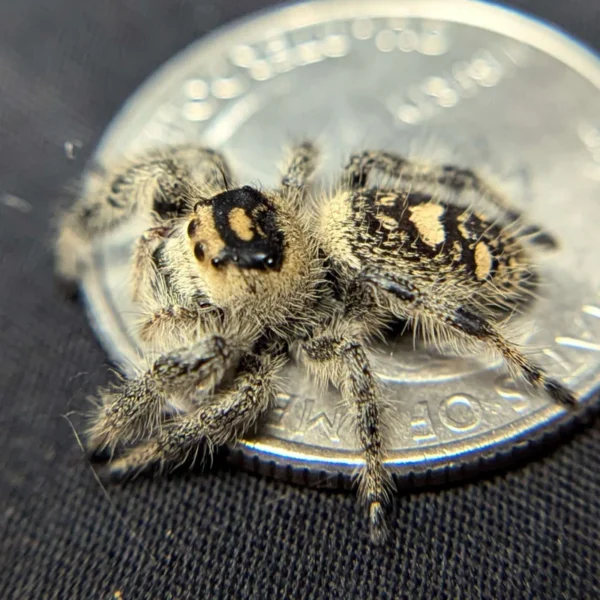 Regal Jumping Spider "Maple" - Image 2