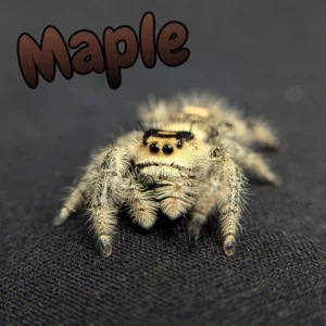 Regal Jumping Spider "Maple"