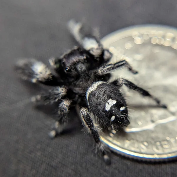 Regal Jumping Spider "Calypso" - Image 2