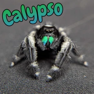 Regal Jumping Spider "Calypso"