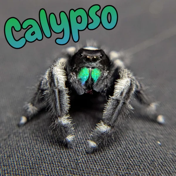 Regal Jumping Spider "Calypso"