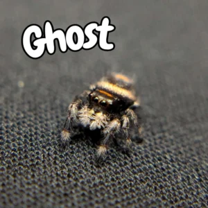 Regal Jumping Spider "Ghost"