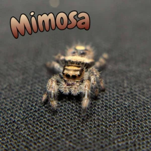Regal Jumping Spider “Mimosa”