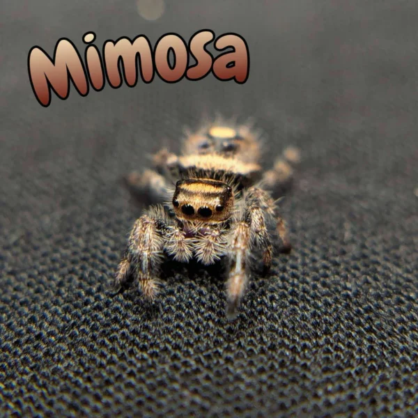 Regal Jumping Spider “Mimosa”
