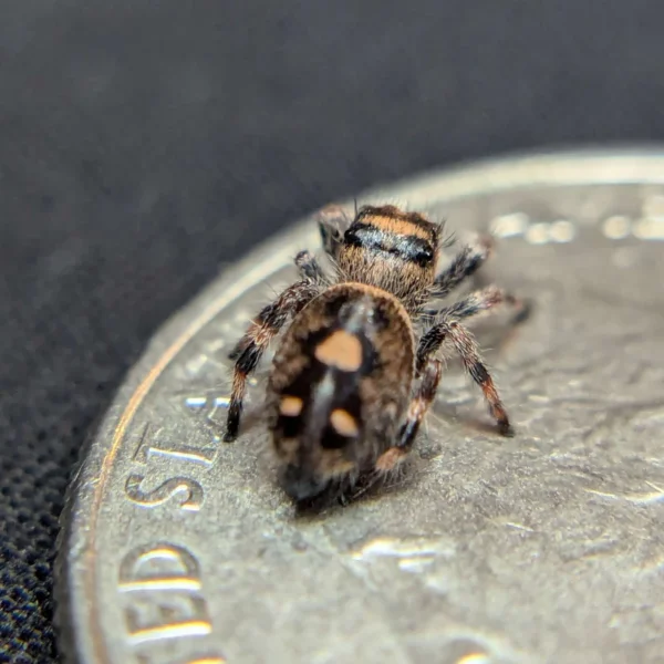 Regal Jumping Spider “Mimosa” - Image 2