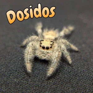 Regal Jumping Spider “Dosidos”