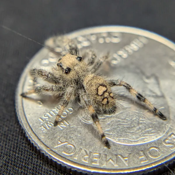 Regal Jumping Spider “Dosidos” - Image 2