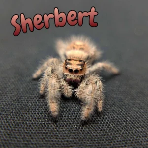 Regal Jumping Spider "Sherbert"