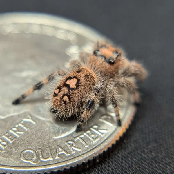 Regal Jumping Spider "Sherbert" - Image 2