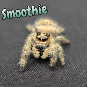 Regal Jumping Spider "Smoothie"