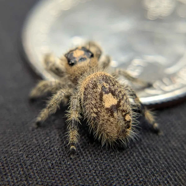 Regal Jumping Spider "Smoothie" - Image 3