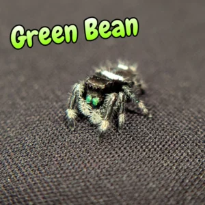 Regal Jumping Spider "Green Bean"