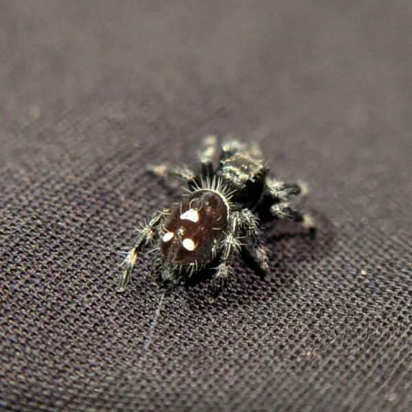 Regal Jumping Spider "Green Bean" - Image 2