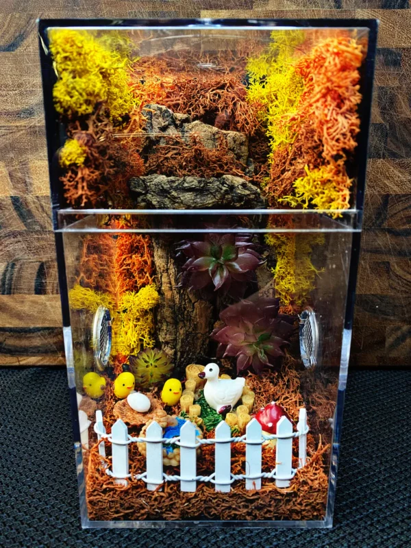 Custom Jumping Spider Enclosure