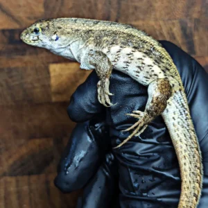Adult Female Hispaniolan Curly Tail Lizard for Sale