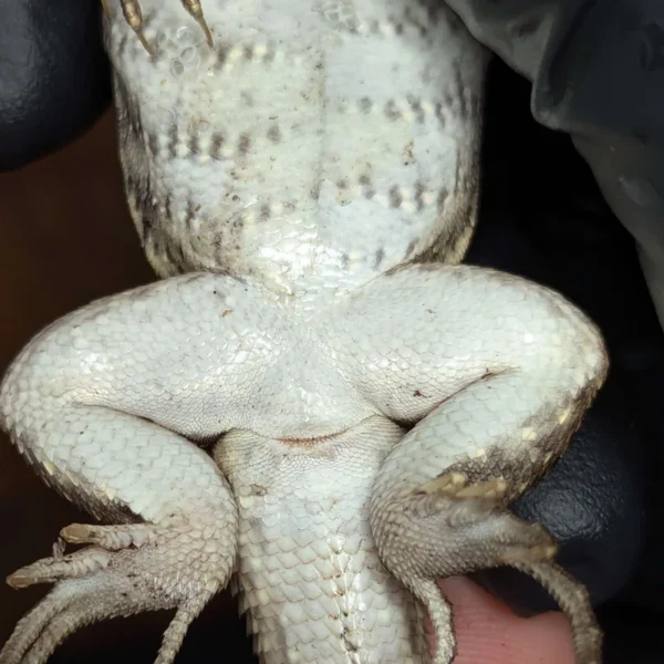 Adult Female Hispaniolan Curly Tail Lizard for Sale - Image 2
