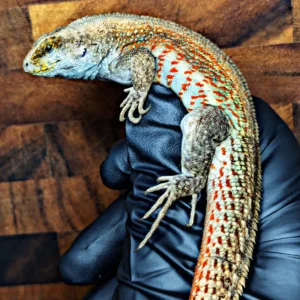 Adult Male Hispaniolan Curly Tail Lizard