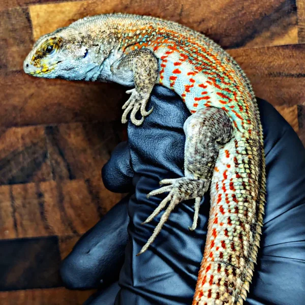 Adult Male Hispaniolan Curly Tail Lizard