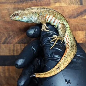 Adult Male Hispaniolan Curly Tail Lizard