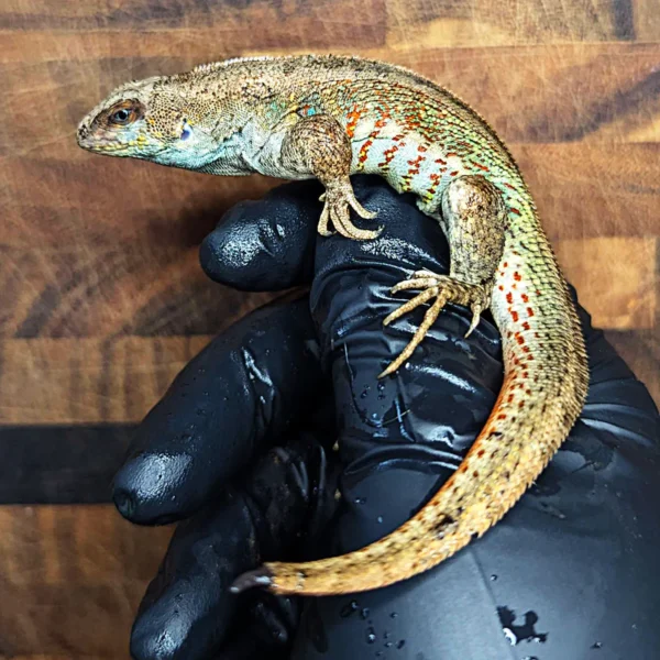 Adult Male Hispaniolan Curly Tail Lizard