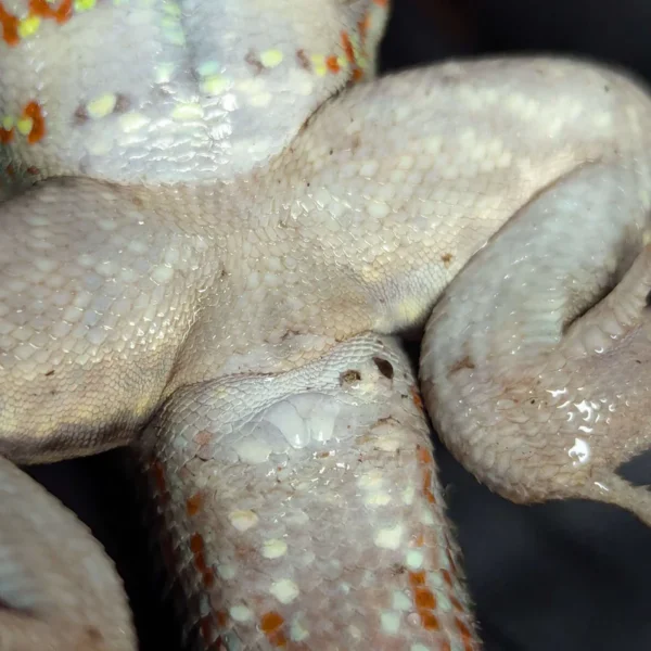 Adult Male Hispaniolan Curly Tail Lizard - Image 2