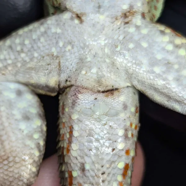 Adult Male Hispaniolan Curly Tail Lizard - Image 2