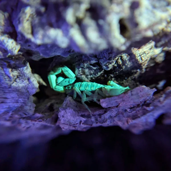 Centruroides guanensis Scorpion for Sale | Rare Arboreal Species - Image 2