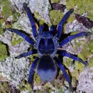 Brazilian Blue Tarantula
