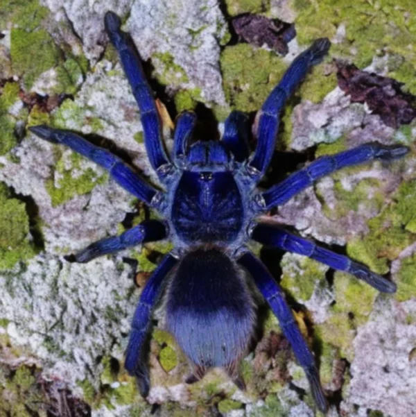 Brazilian Blue Tarantula