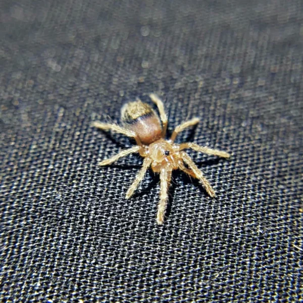 Brazilian Blue Tarantula - Image 3