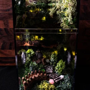 ~Fairy Lights~ Custom Jumping Spider Enclosure