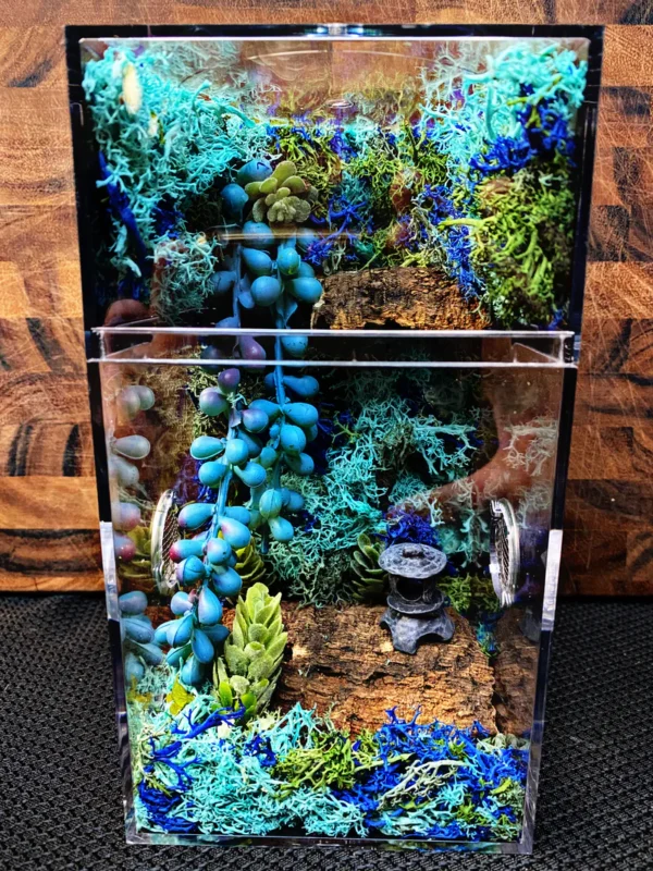 Custom Jumping Spider Enclosure