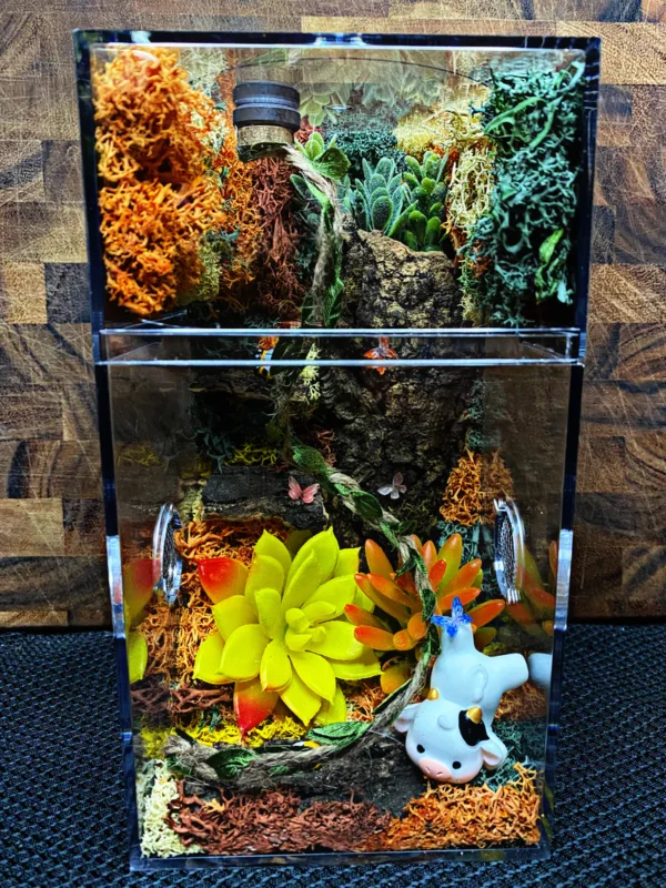 Custom Jumping Spider Enclosure