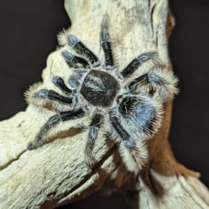 Curly Hair Tarantula